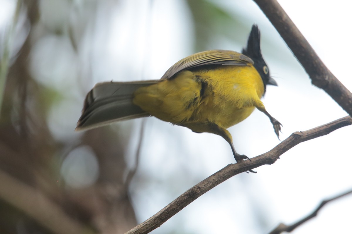 Bulbul à huppe noire - ML97728461