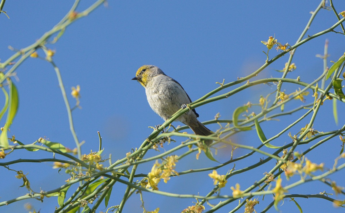 Verdin - ML97728631