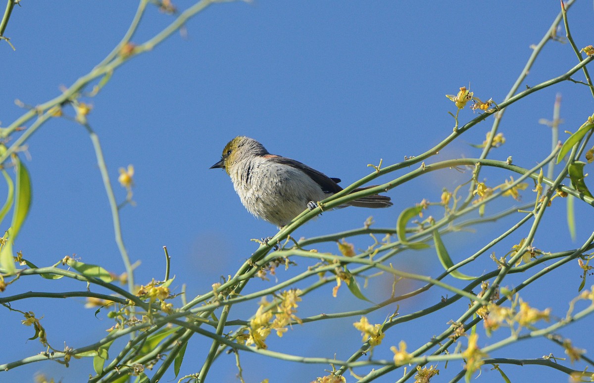 Verdin - ML97728691