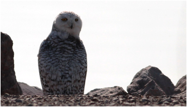 Snowy Owl - ML97728891