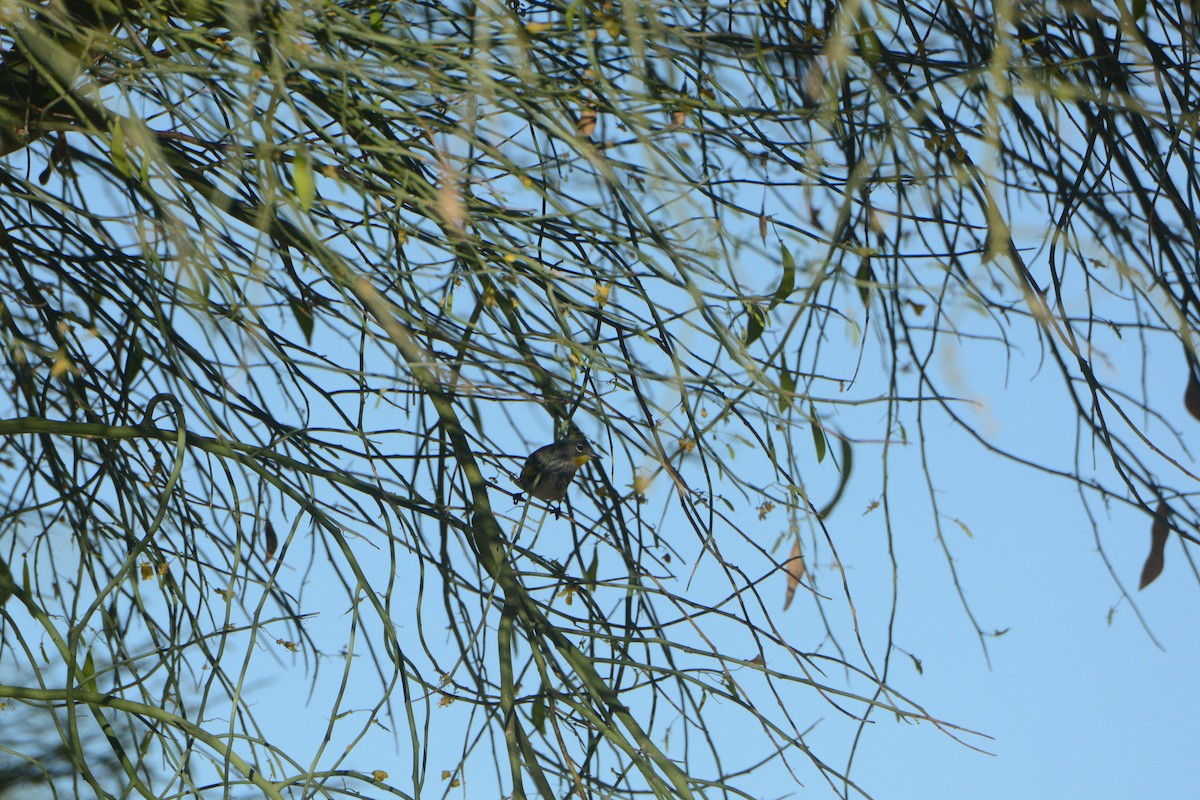Yellow-rumped Warbler - ML97728971
