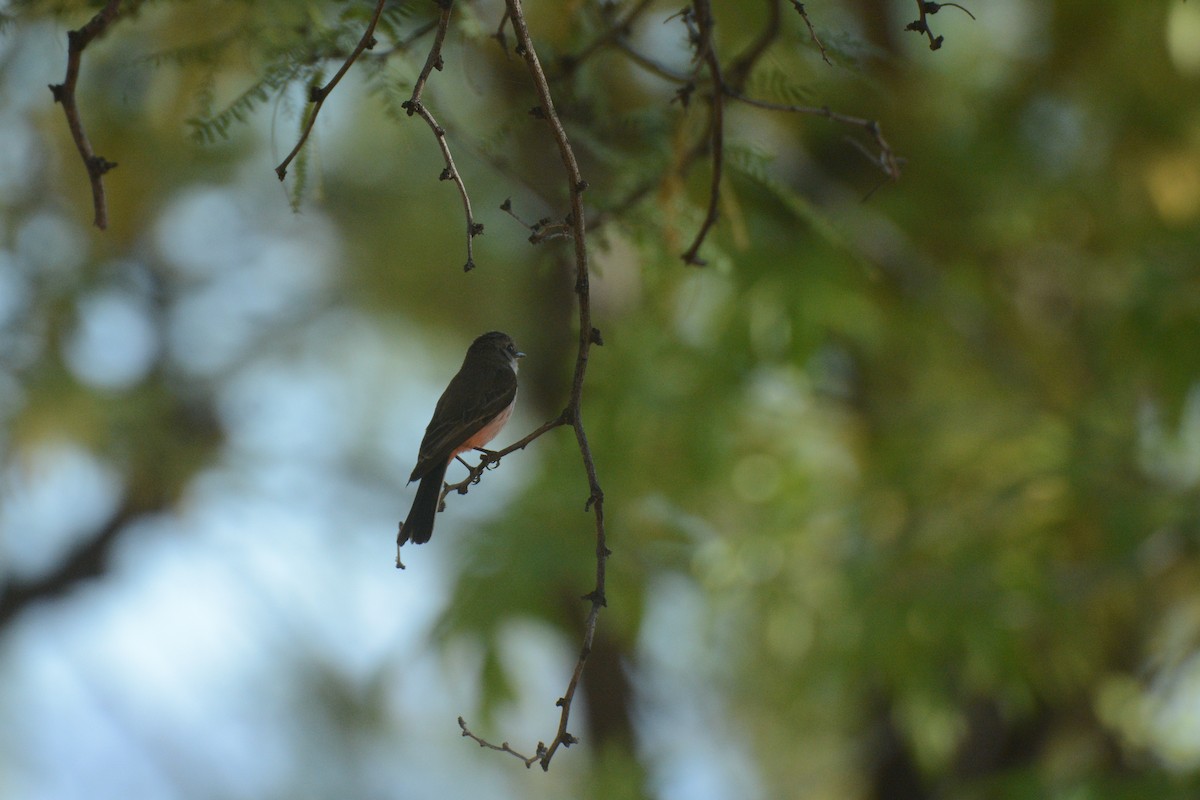Vermilion Flycatcher - ML97729171