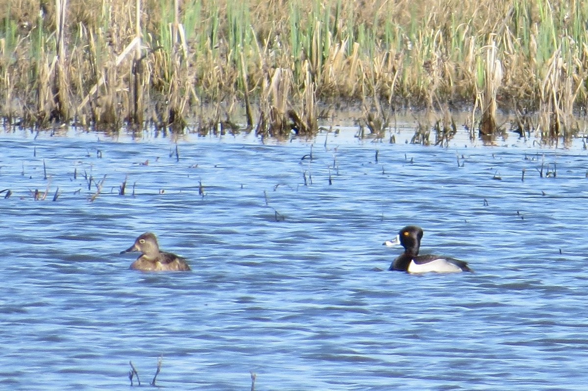 eBird Checklist - 29 Apr 2018 - BK Leach CA - 65 species