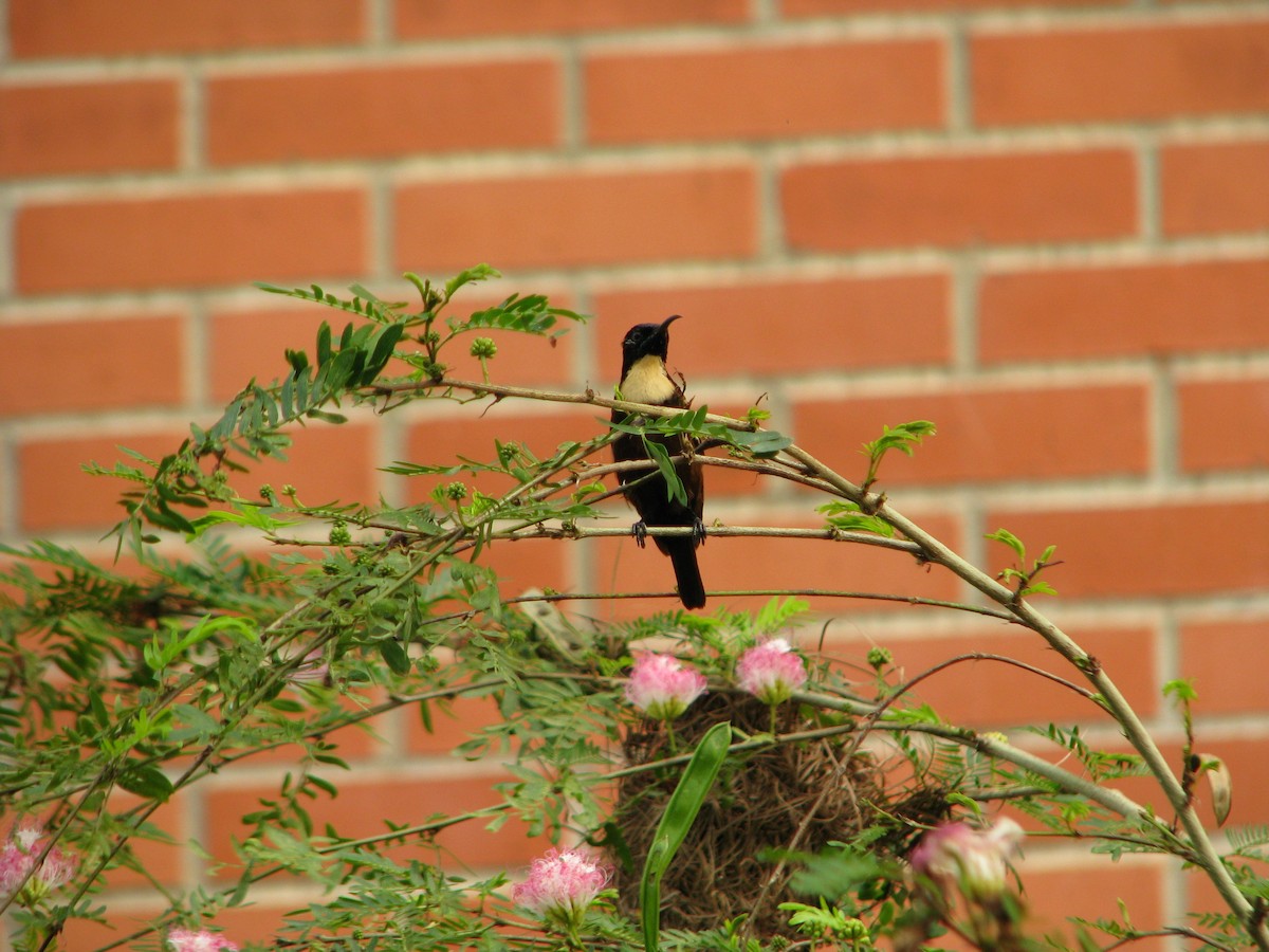 Buff-throated Sunbird - Shane Dollman