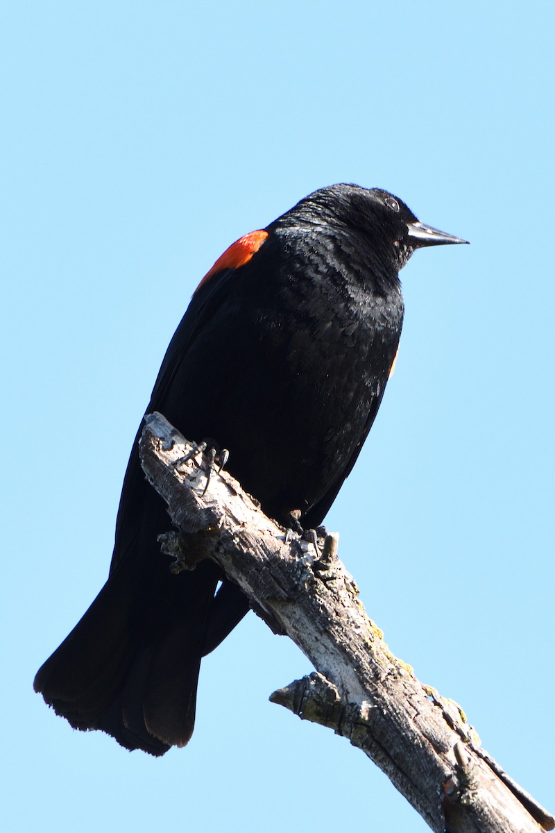 Red-winged Blackbird - Marty Lycan