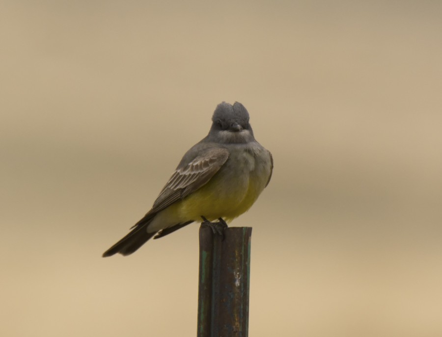 Cassin's Kingbird - ML97730811