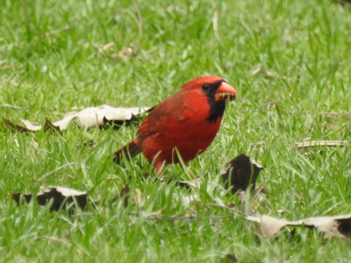 Cardinal rouge - ML97731111