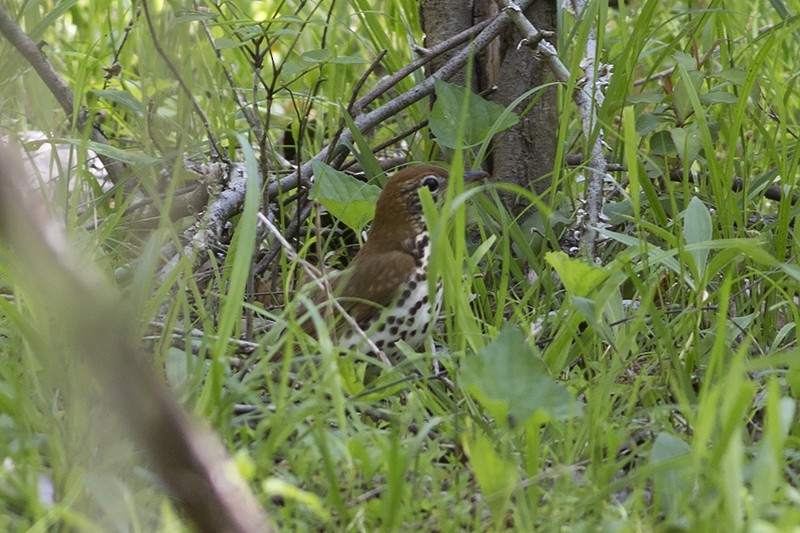 Wood Thrush - ML97731981