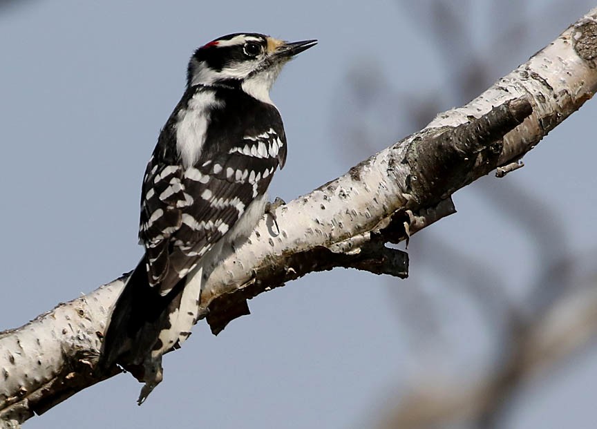 Downy Woodpecker - ML97732861