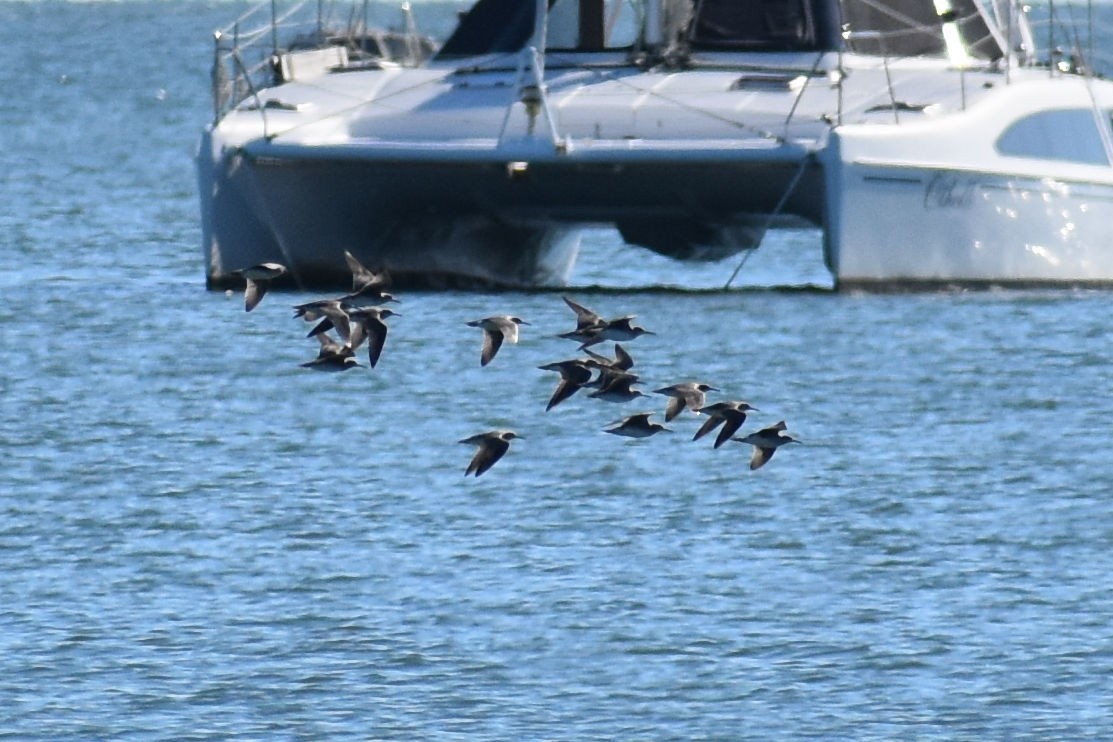 Gray-tailed Tattler - ML97734821