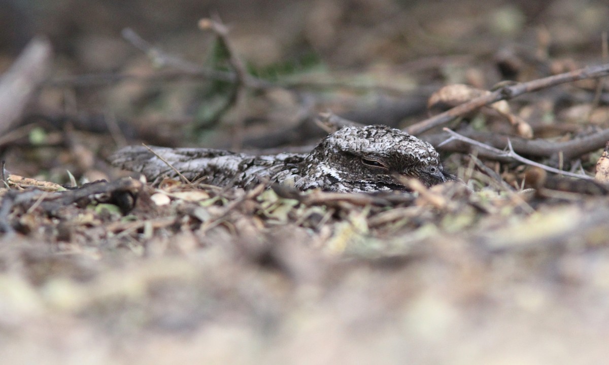 Common Poorwill - ML97735711