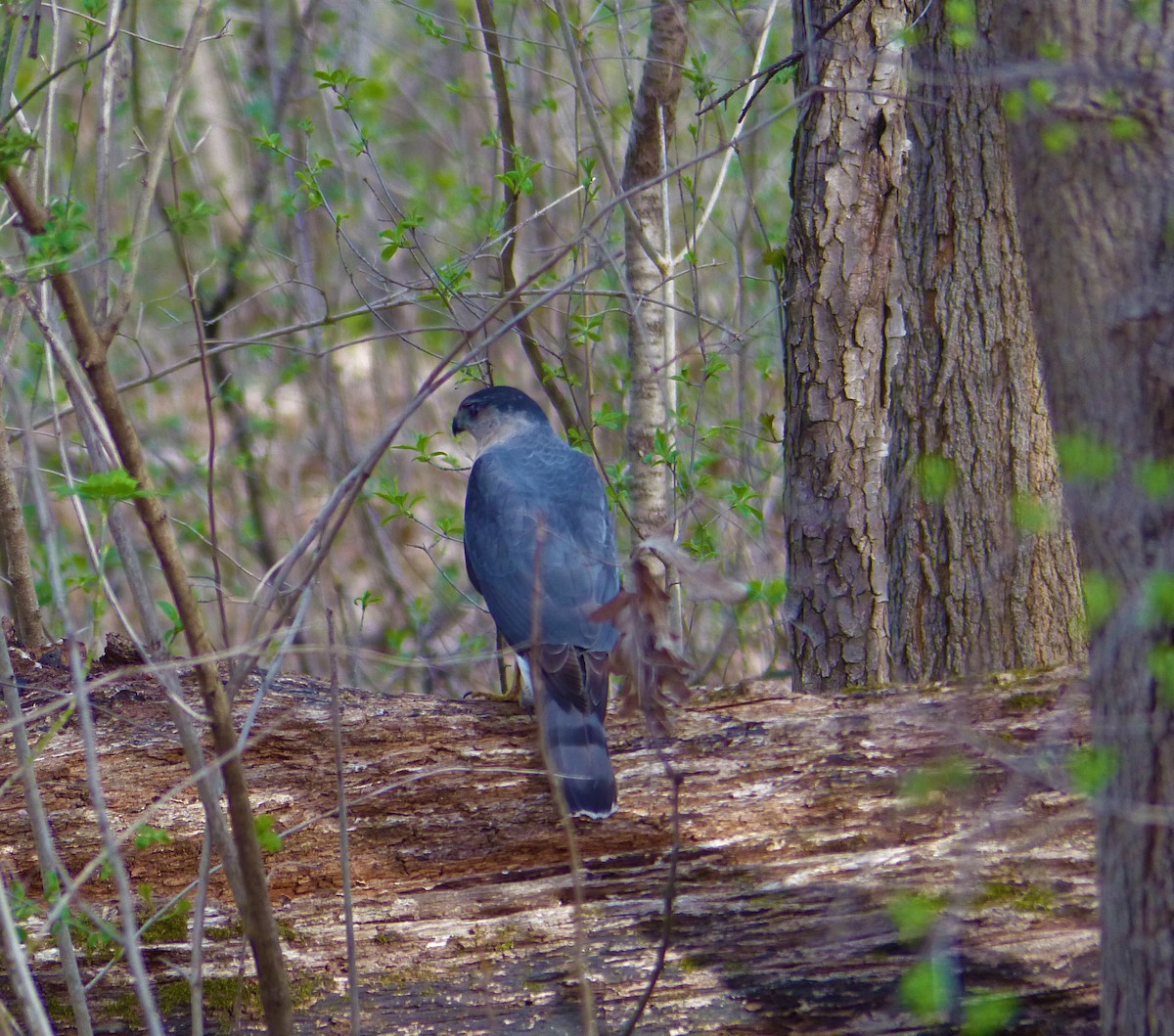 Cooper's Hawk - ML97739401