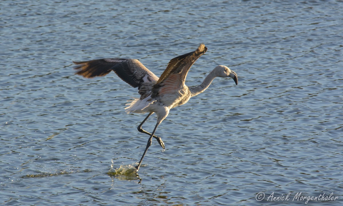 Chilean Flamingo - ML97739801