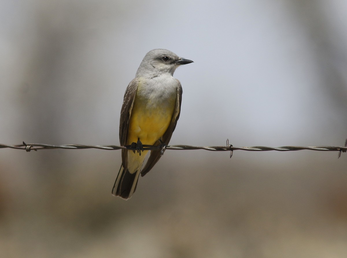 Western Kingbird - ML97741261