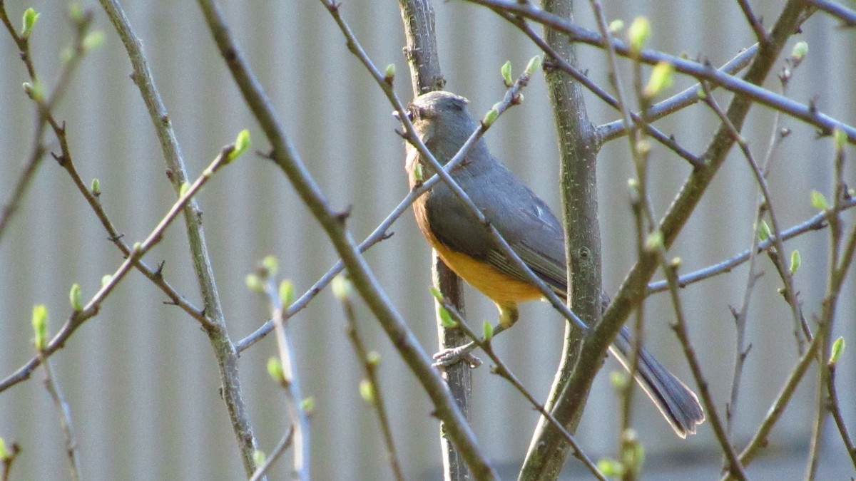 Tufted Titmouse - ML97741521