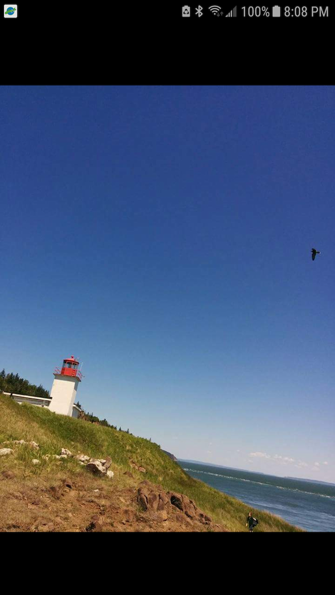 Peregrine Falcon - Angela MacDonald