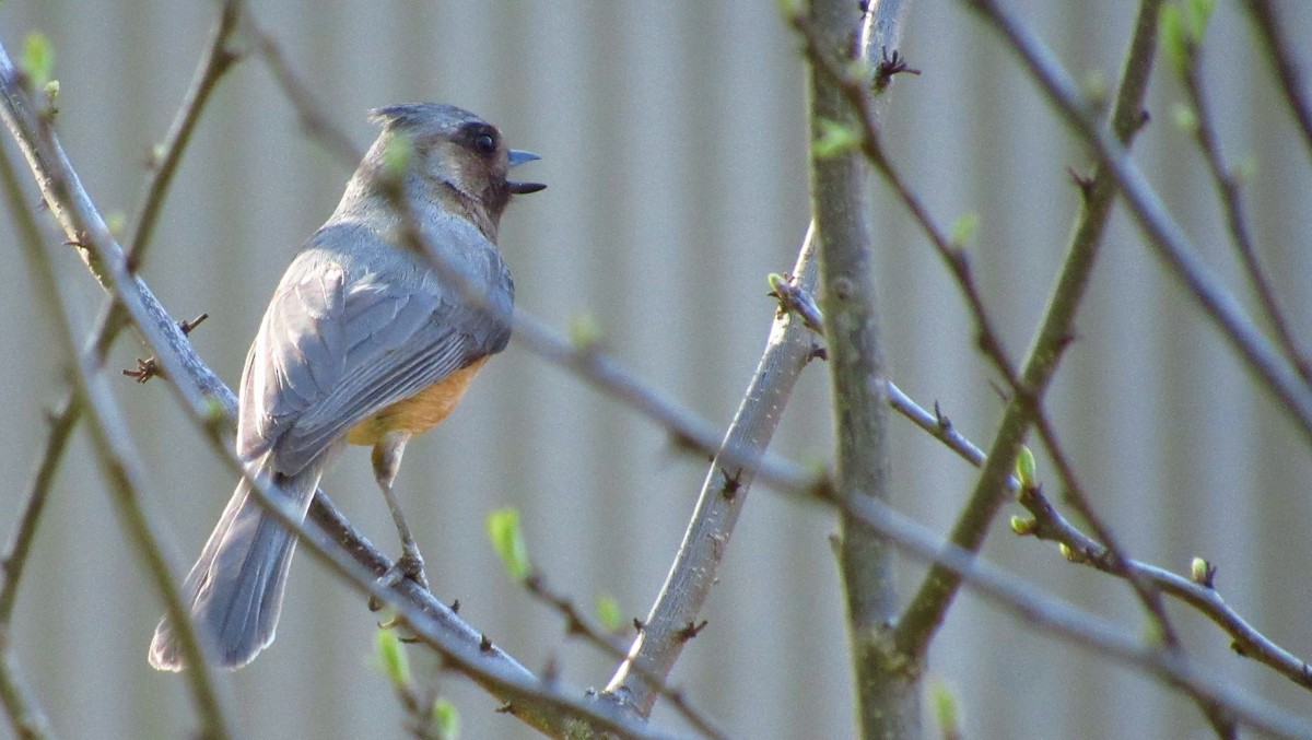 Tufted Titmouse - ML97741611