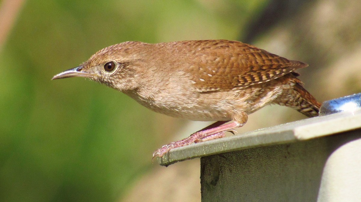House Wren - Eric Walther