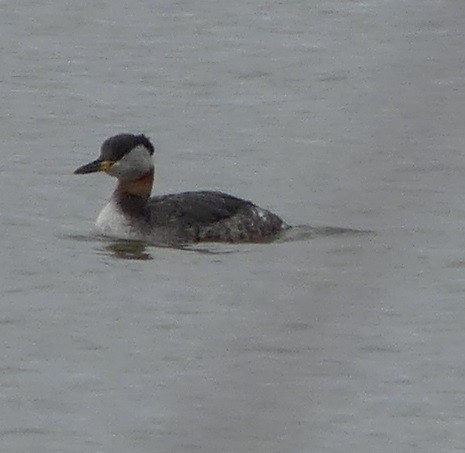 Red-necked Grebe - ML97744901