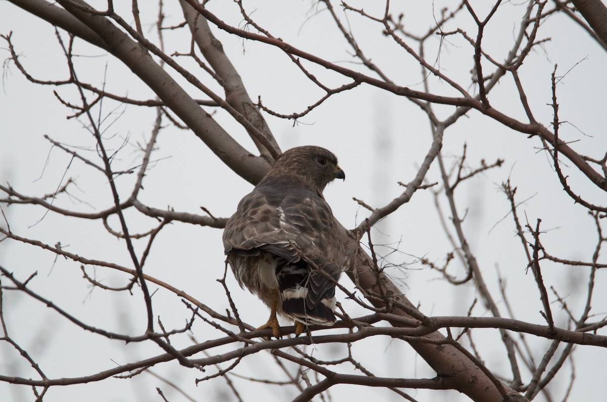 Broad-winged Hawk - ML97746511