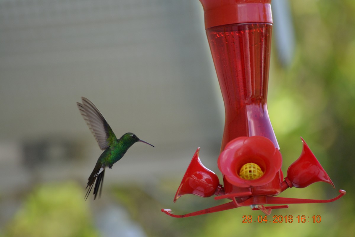 kolibřík kubánský - ML97747011