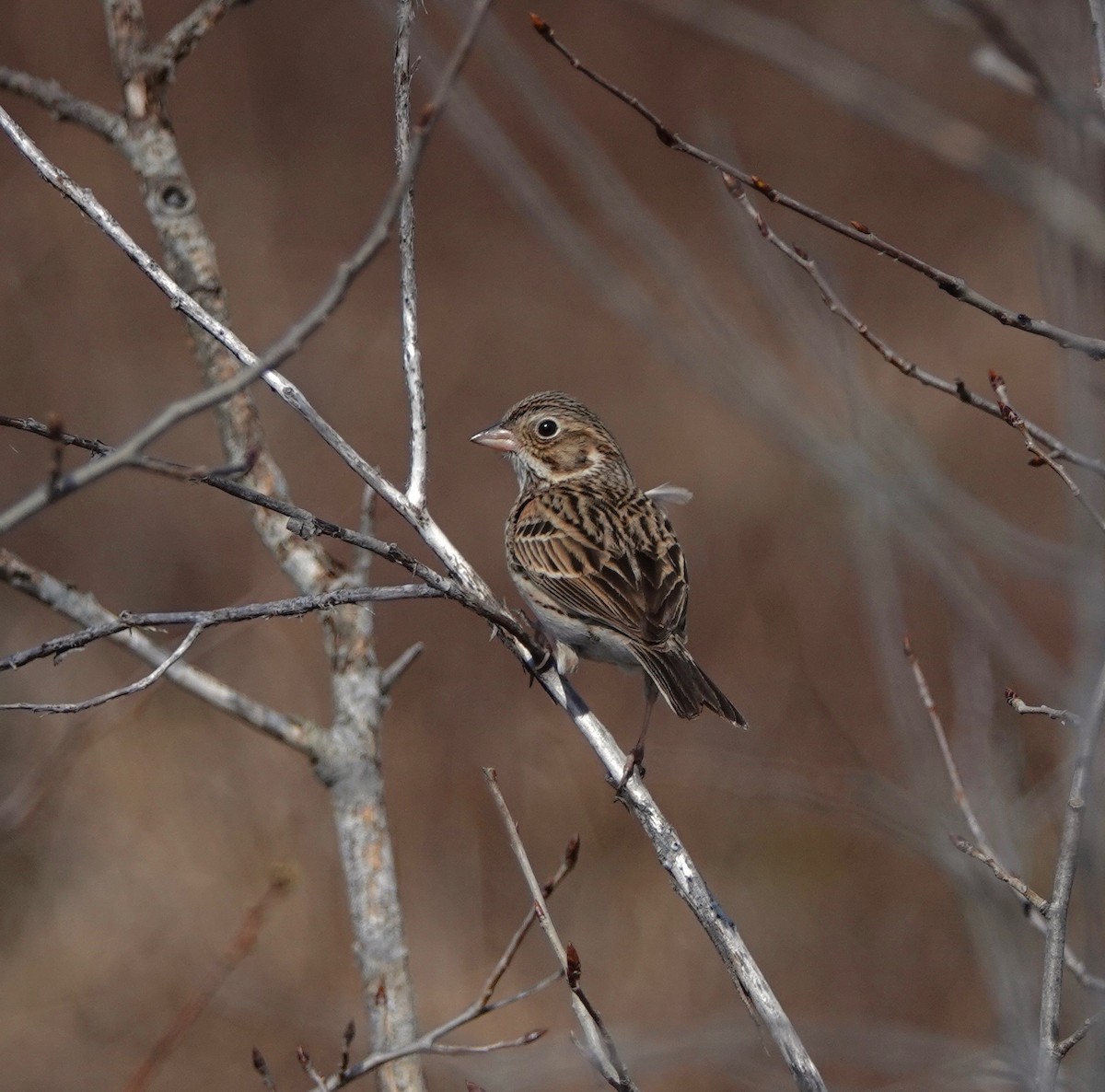 Vesper Sparrow - ML97747771