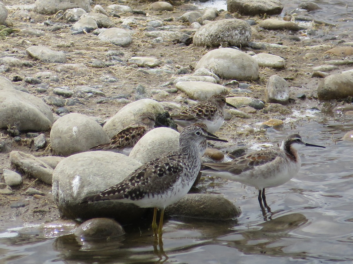 Lesser Yellowlegs - ML97751561