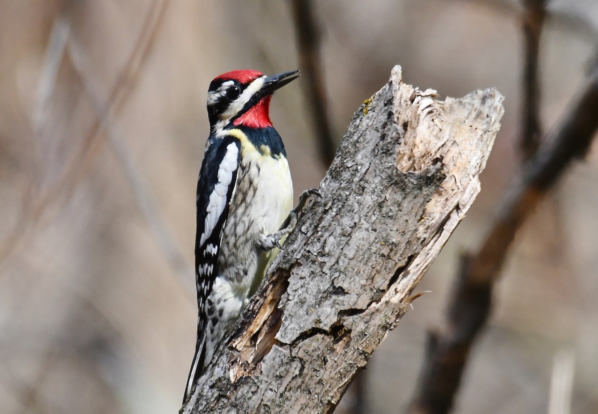 Yellow-bellied Sapsucker - André Lanouette