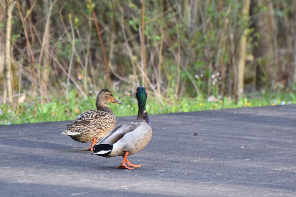 Canard colvert - ML97753001