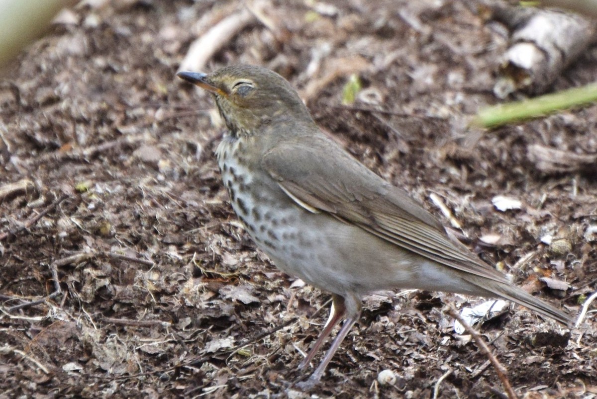 Swainson's Thrush - ML97755481