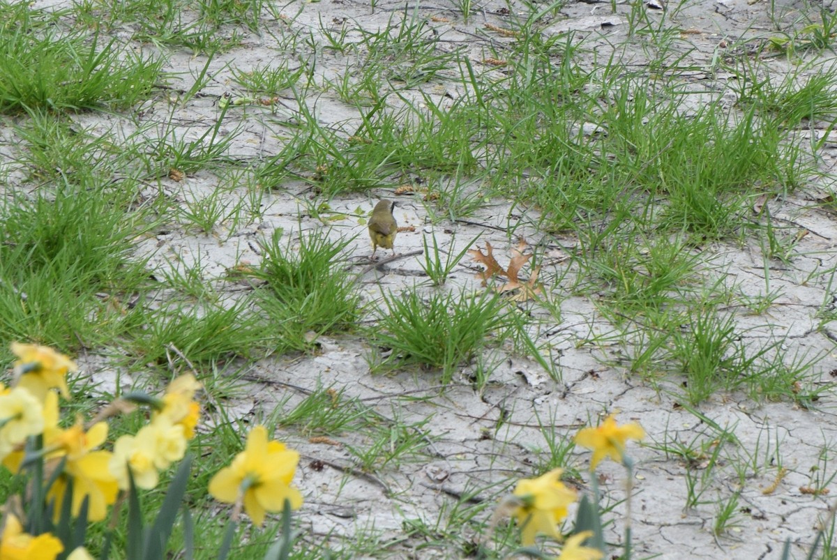 Common Yellowthroat - irina shulgina