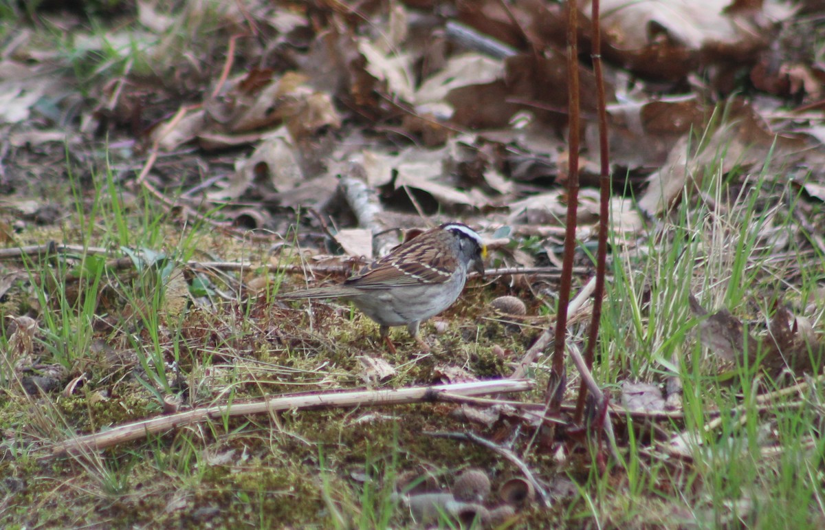 White-throated Sparrow - ML97755861