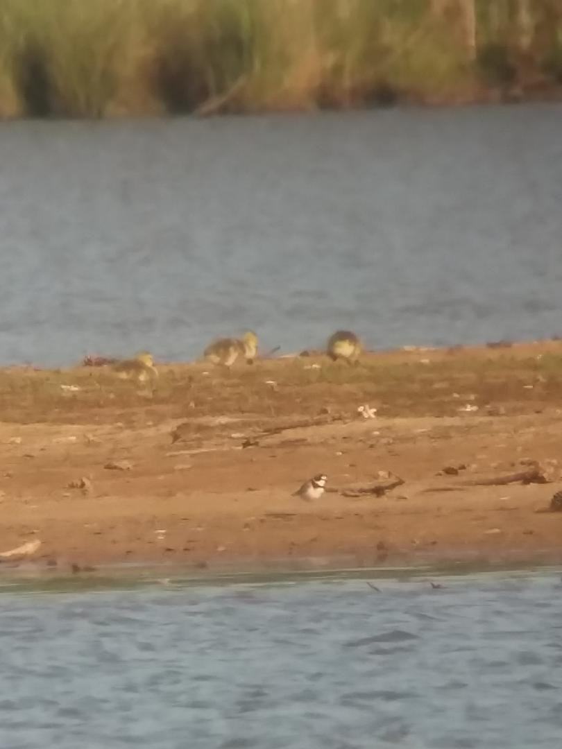Semipalmated Plover - ML97756821