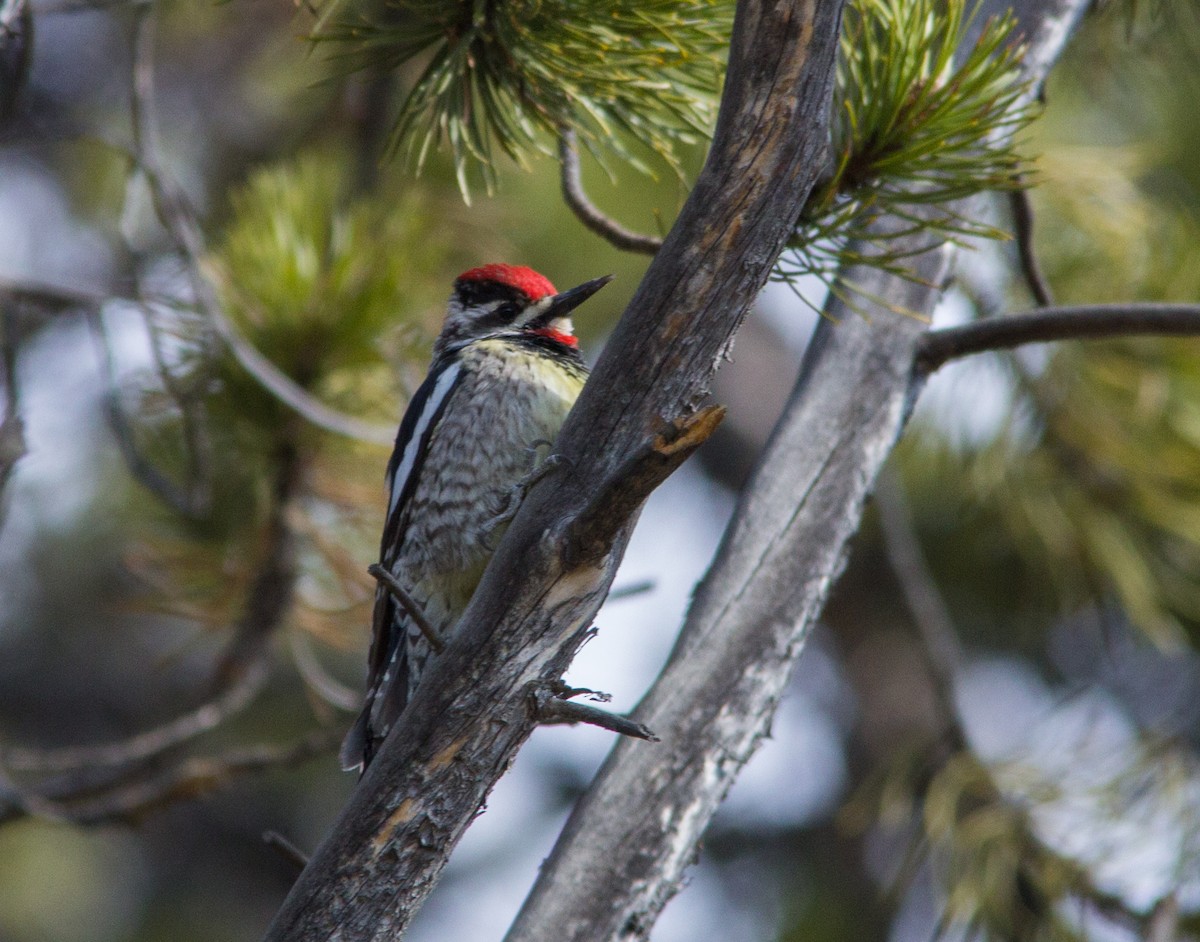 Red-naped Sapsucker - Iván Mota