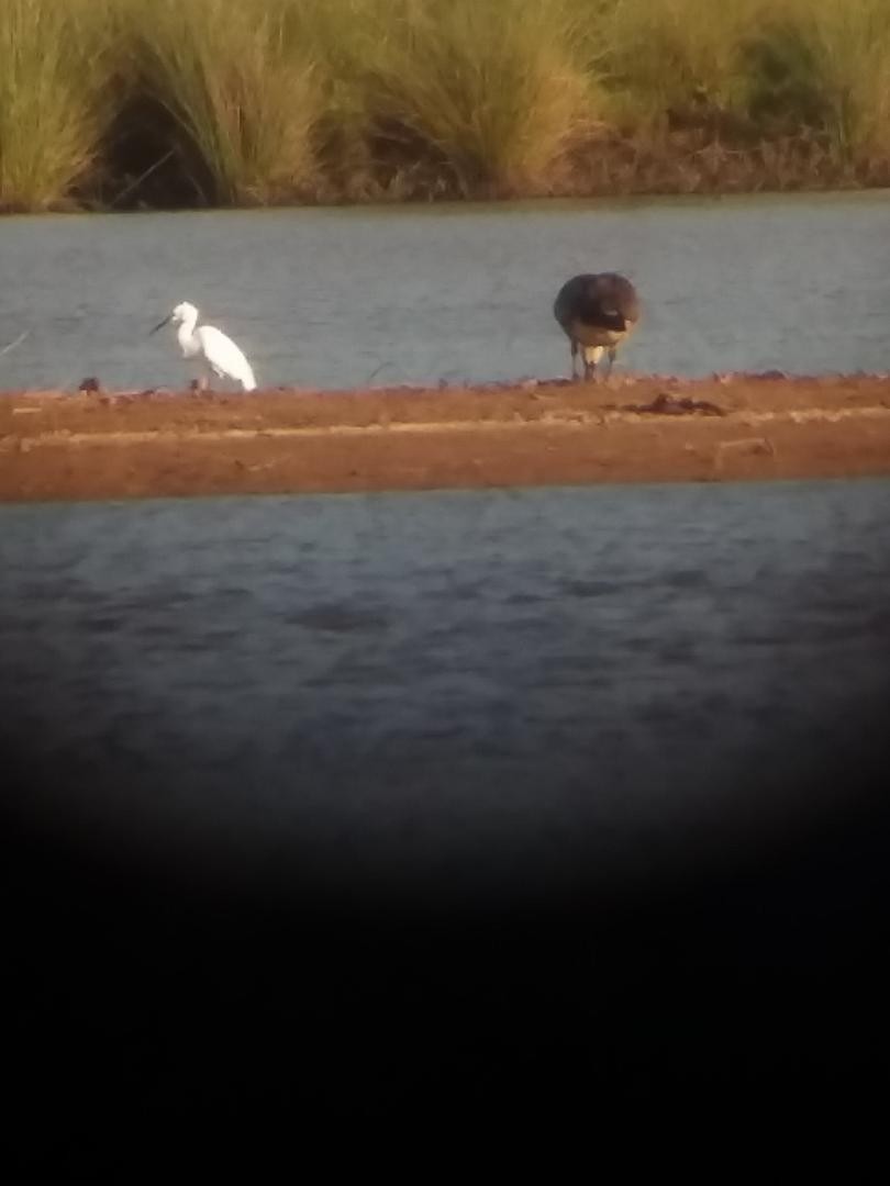 Snowy Egret - ML97757731