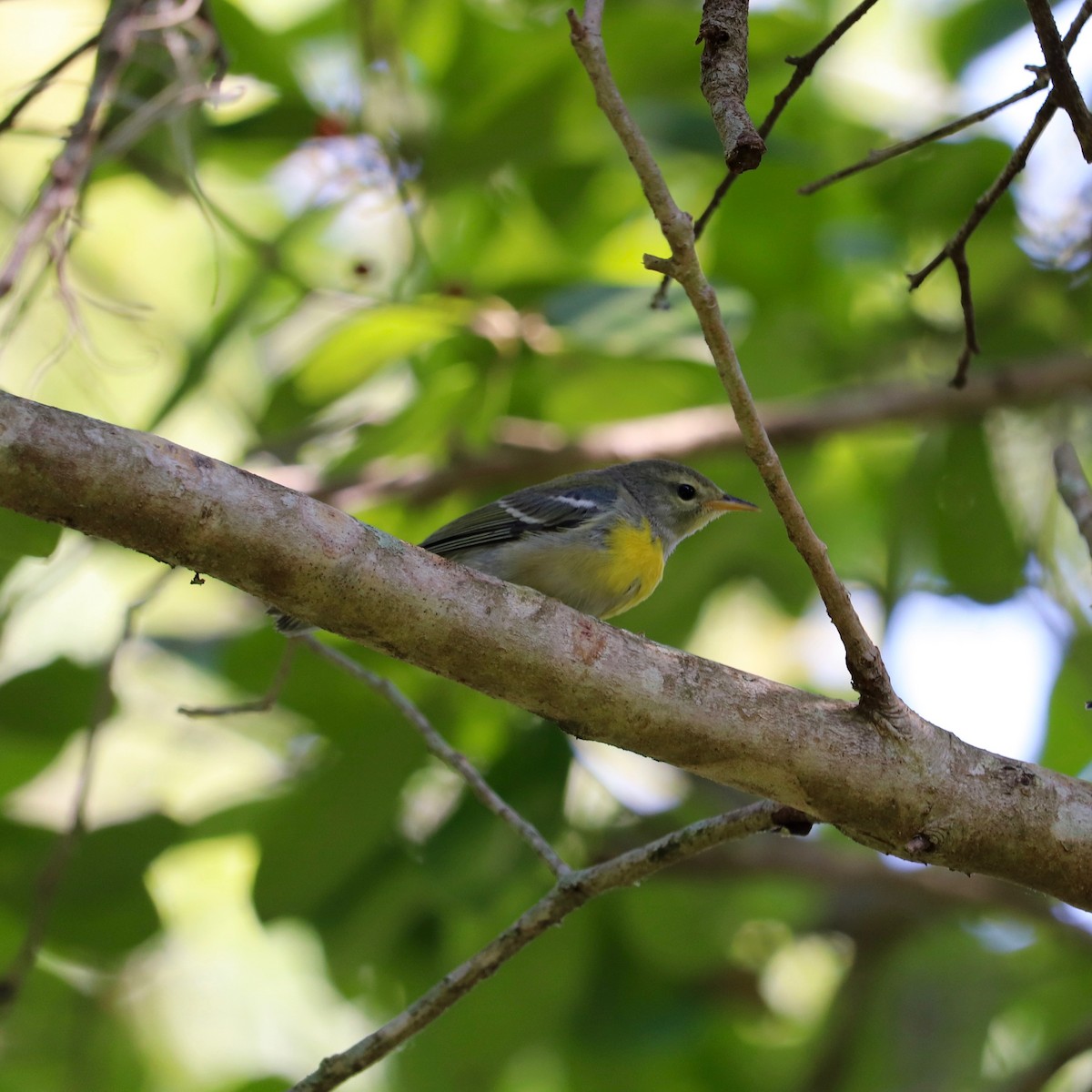 Northern Parula - Kacper Wierzchos