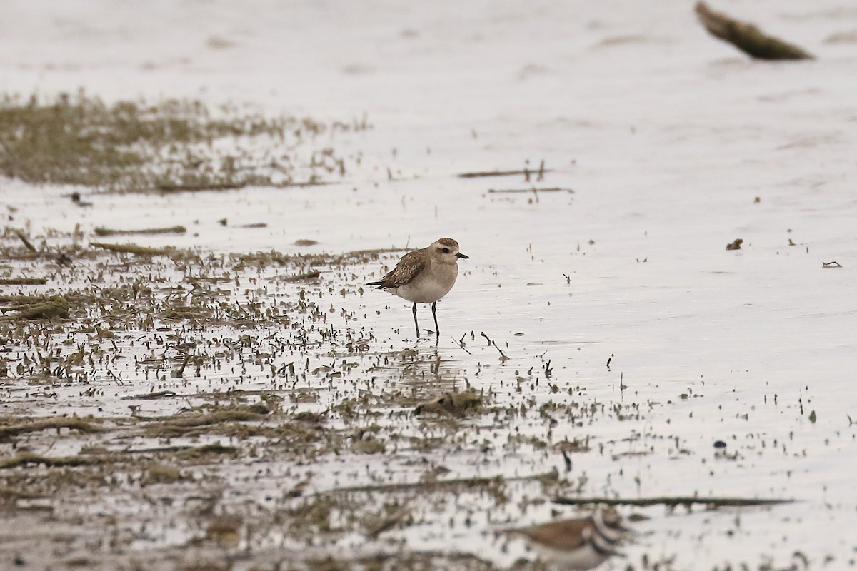 American Golden-Plover - Lawrence Haller