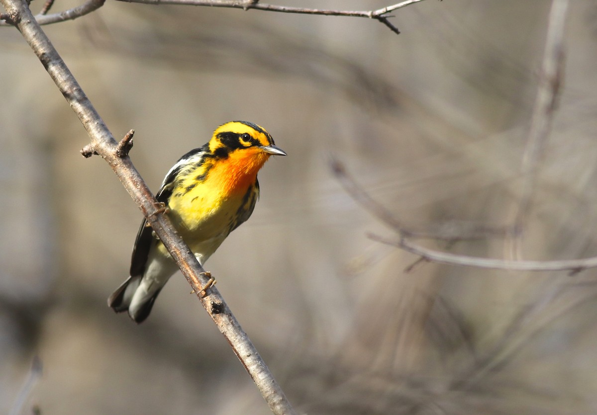 Blackburnian Warbler - ML97759701