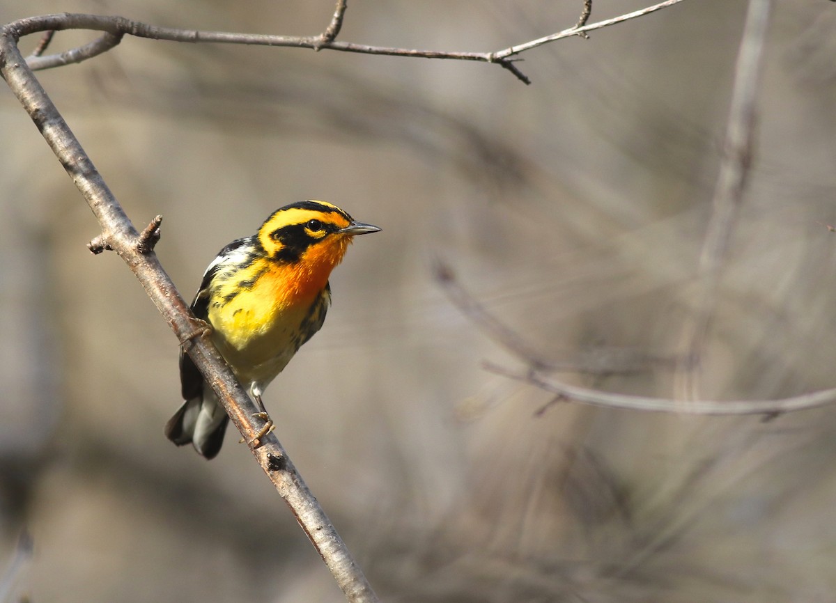 Blackburnian Warbler - ML97759741