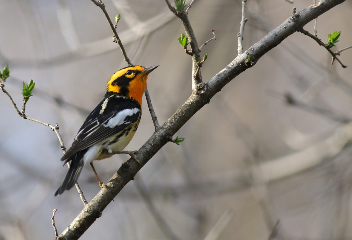 Blackburnian Warbler - ML97759811