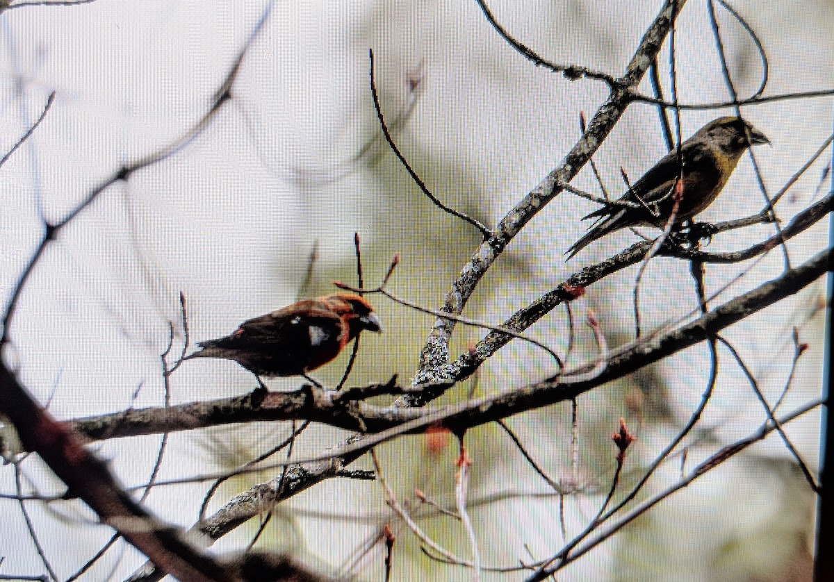 White-winged Crossbill - ML97760121