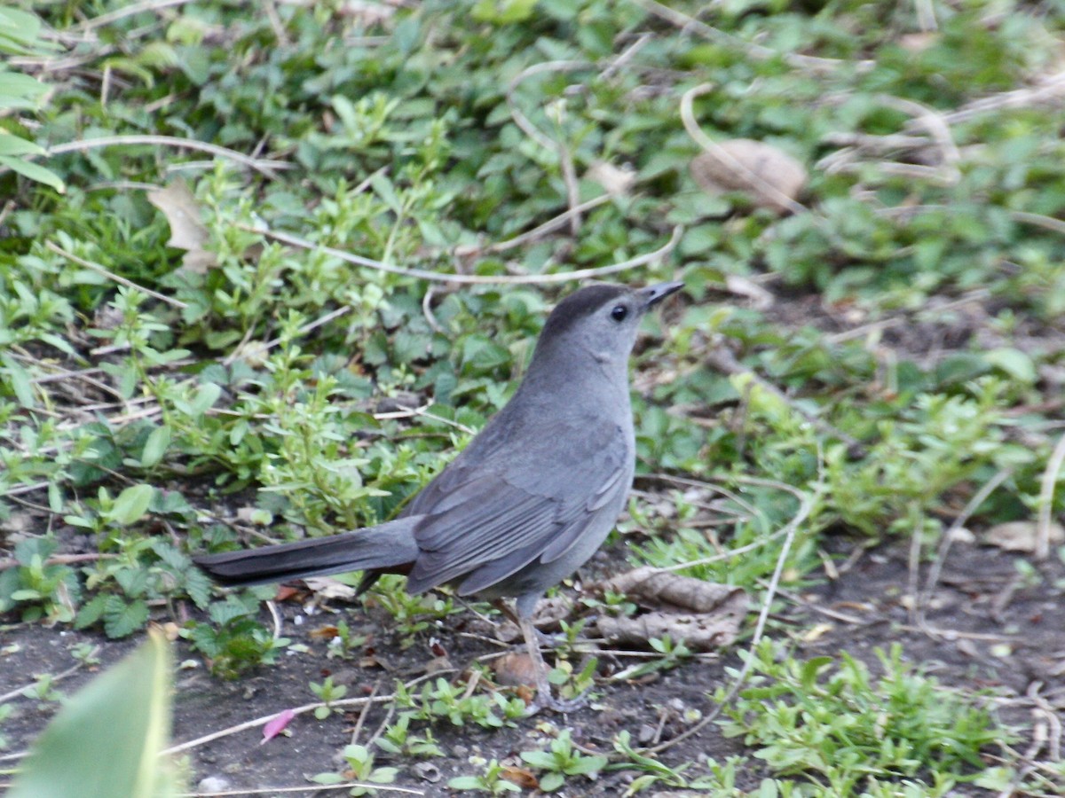 Gray Catbird - ML97760981