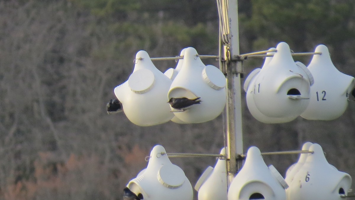 Purple Martin - ML97763501