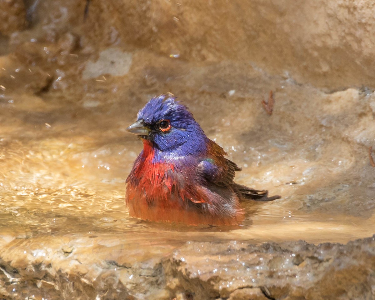 Varied x Painted Bunting (hybrid) - ML97764061