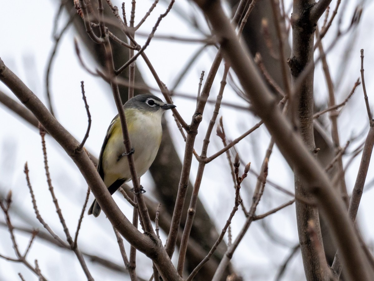 Blue-headed Vireo - ML97764571