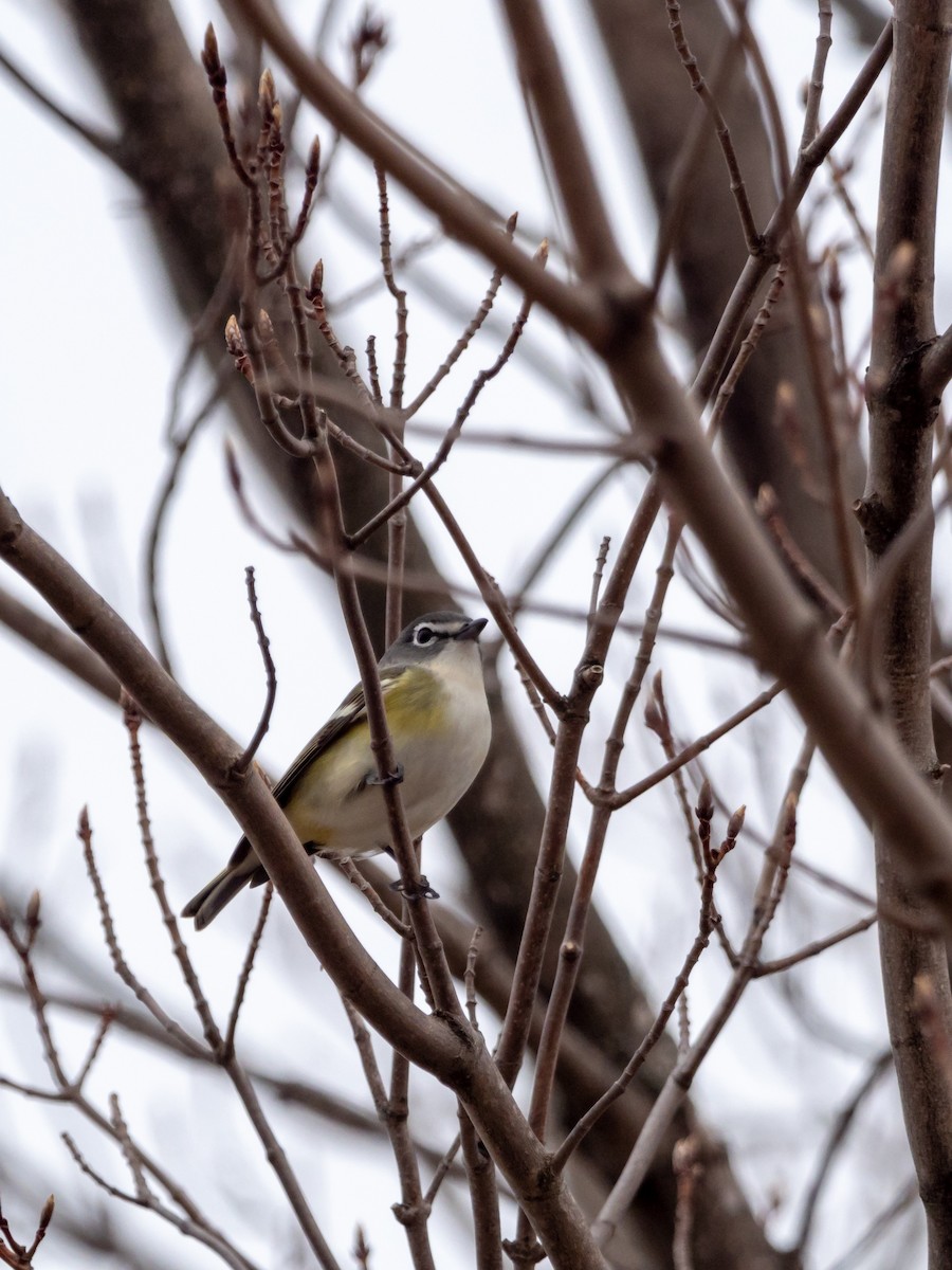 Blue-headed Vireo - ML97764581