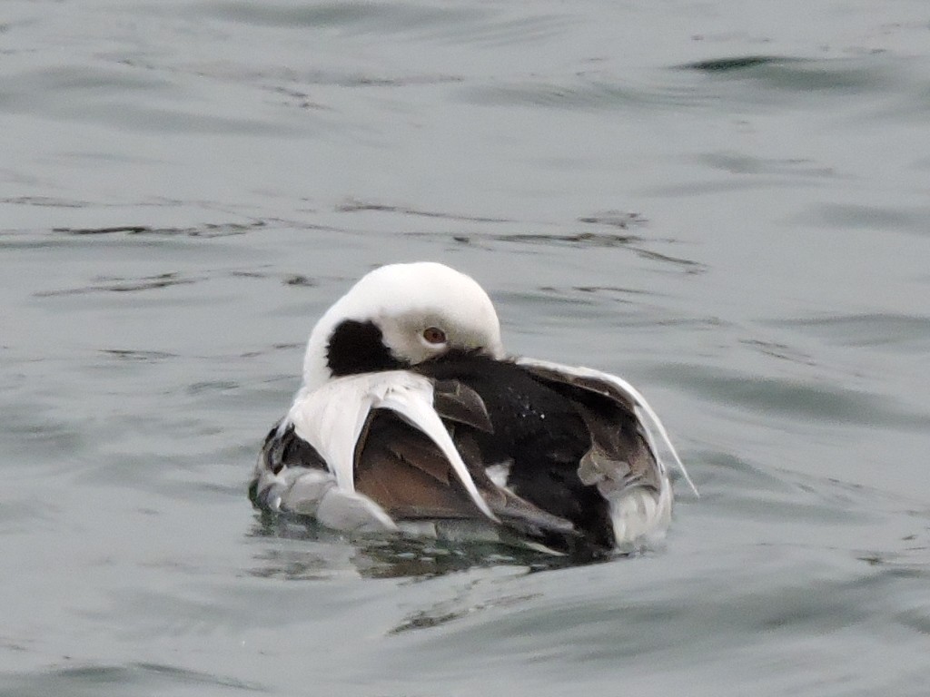 Long-tailed Duck - ML97765061
