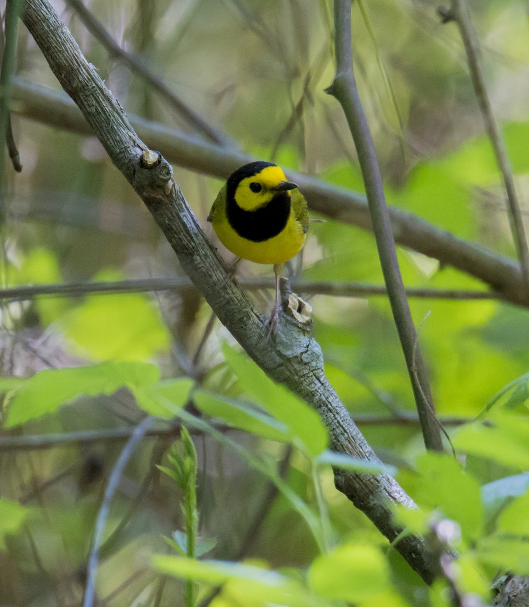 Hooded Warbler - ML97766281