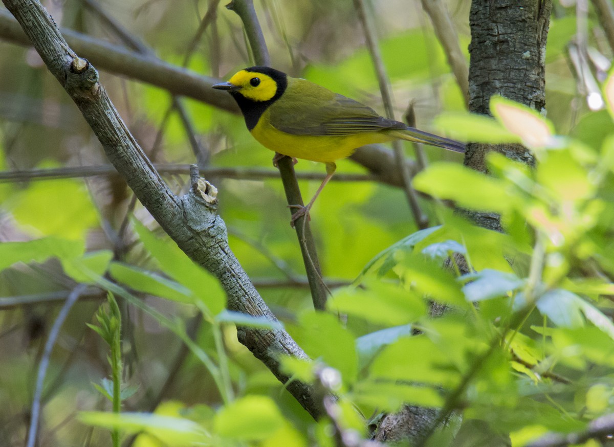 Hooded Warbler - ML97766291