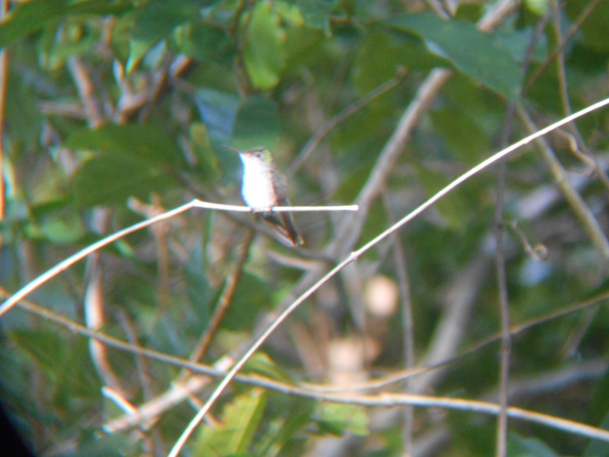 White-bellied Emerald - ML97768491